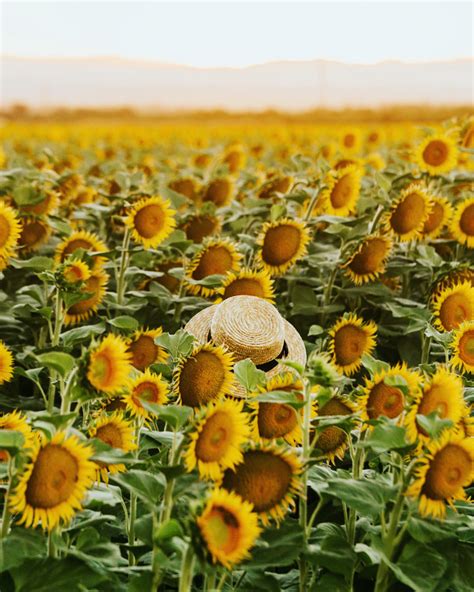 That feeling when you're not the tallest person at a concert by Oscar Nilsson / 500px