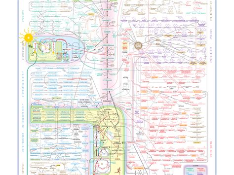 Metabolic Pathways | Sigma-Aldrich.com – TOWARDS LIFE-KNOWLEDGE