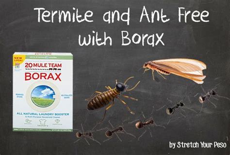 Pin by Wood Termites Gone on Too Many Termites | Diy termite treatment, Termite treatment, Termites