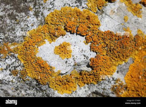 Various views of moss or lichen Stock Photo - Alamy