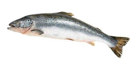 Salmon Fish Facts | Salmonidae - Wiki Point