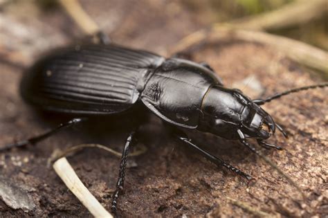 black beetle control and treatments for the home yard and garden