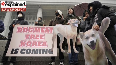 South Korea passes Bill to ban production and sale of dog meat: Why now, what the Bill says ...