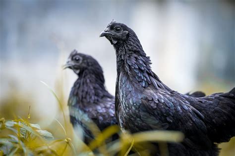 Ayam Cemani Chicken Breed Info + Where to Buy - Chicken & Chicks Info