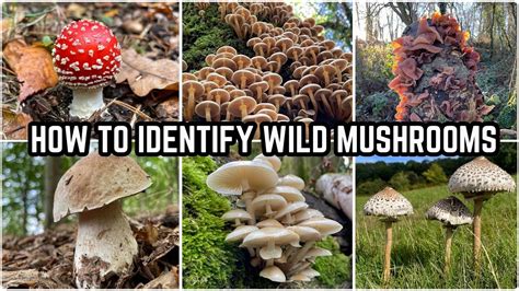 How To Identify Wild Mushrooms 🍄 - YouTube