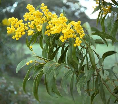 Golden Wattle (Australia national flower) flowers flowers