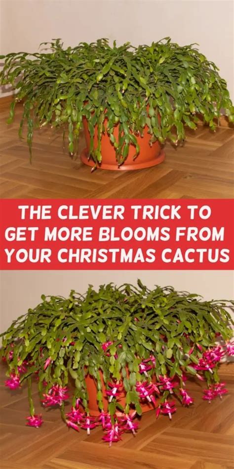 Christmas Cactus - How to ID & Care for Everyone's Favorite Holiday Plant | Christmas cactus ...