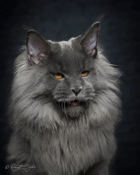 14 Incredible Portraits Of Maine Coon Cats You Need To See