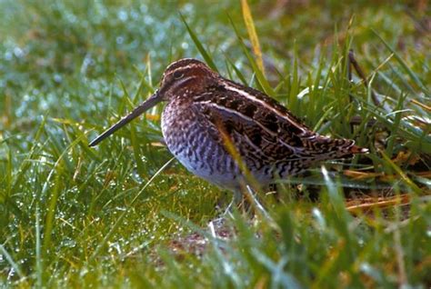 Free picture: snipe, bird, photo