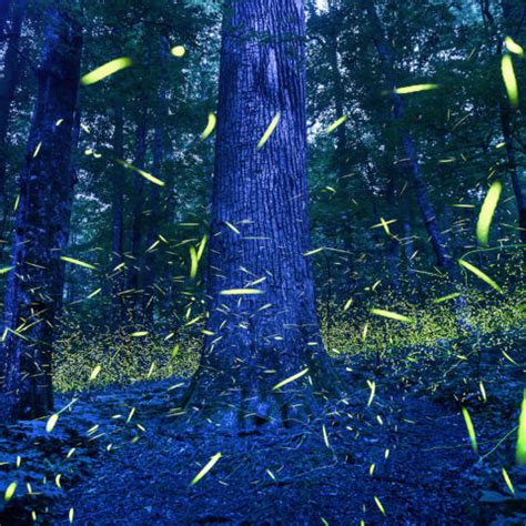 Blue Ghost Fireflies | Categories | Black Visual