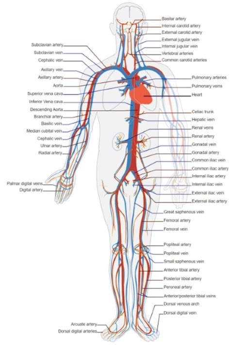 The Circulatory System Labeled Diagram