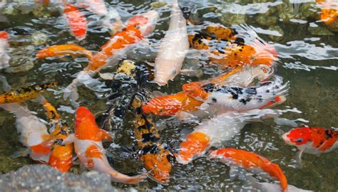 8 Top Benefits of Having a Koi Fish Pond - ImmoAfrica.net