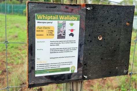 Whiptail Wallaby Sign - ZooChat