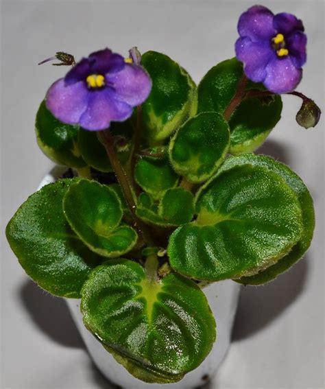 1000+ images about Miniature African Violet Flowers & Plants on Pinterest | Miniature, Shape and ...