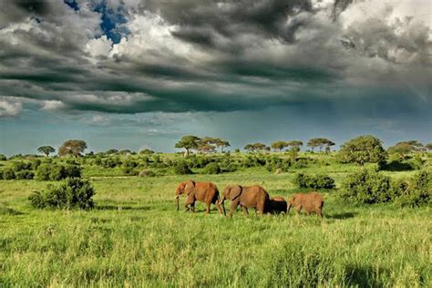 4 Days Budget Tanzania Safari — Safari Tarangire, Serengeti & Ngrongoro