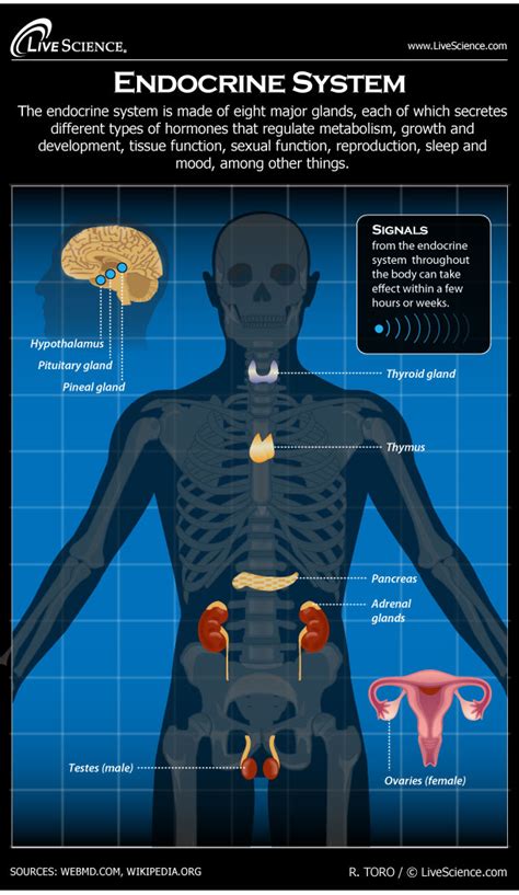 30 Endocrine System Diagram To Label - Labels Database 2020