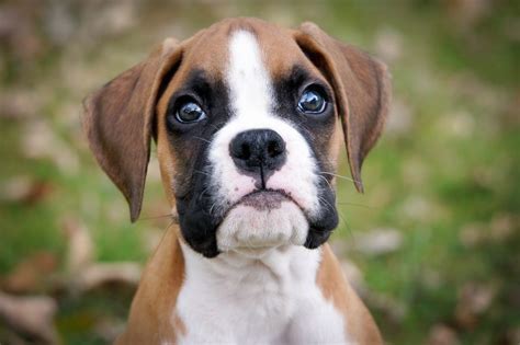 Boxer Puppy | Boxer puppies for sale, Boxer puppies, Boxer dogs