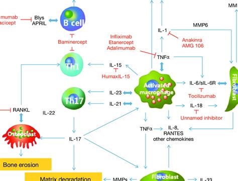 Cytokine network in rheumatoid arthritis as a background for ...