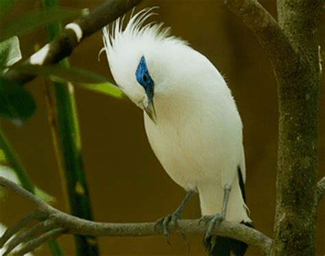 Bali Starling Bird | Animal Lestari | All about Animals