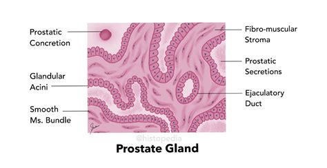 Simplified histology diagram of Prostate Gland Reproductive System ...