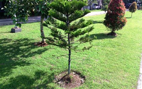 Types Of Dwarf Pine Trees For Landscaping — Randolph Indoor and Outdoor ...