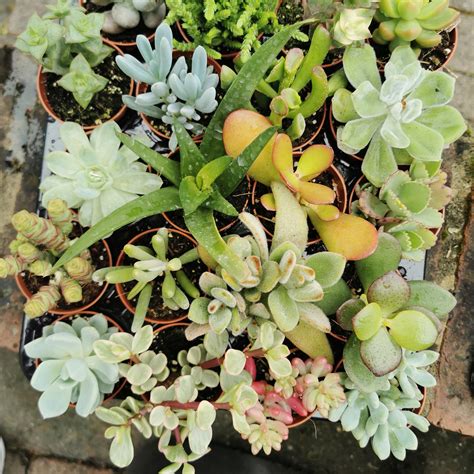 Succulent House Plants 5.5cm Pot Random Selection - Etsy UK