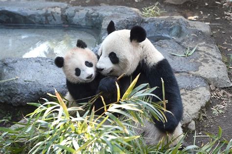 Ueno zoo's giant panda cub starts to show curiosity in food - The Mainichi