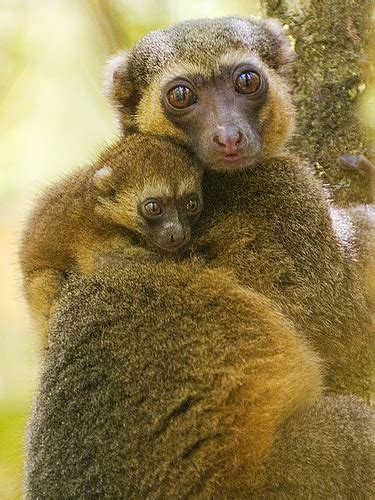 Zoological Investigations: Golden bamboo lemur