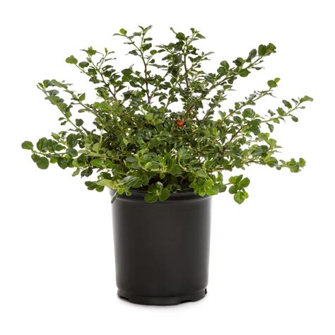 Shop 2.5-Quart White Bearberry Cotoneaster Flowering Shrub (L5176) at Lowes.com