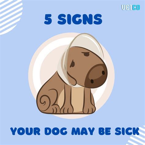 5 Signs Your Dog May Be Sick - Vetco Store