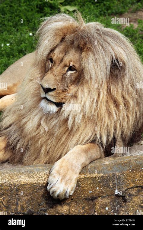 Katanga lion (Panthera leo bleyenberghi), also known as the Southwest ...