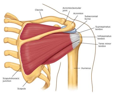 Shoulder Girdle | These Bones Of Mine | Shoulder anatomy, Shoulder ...