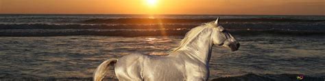 Horse running on the beach 4K wallpaper download