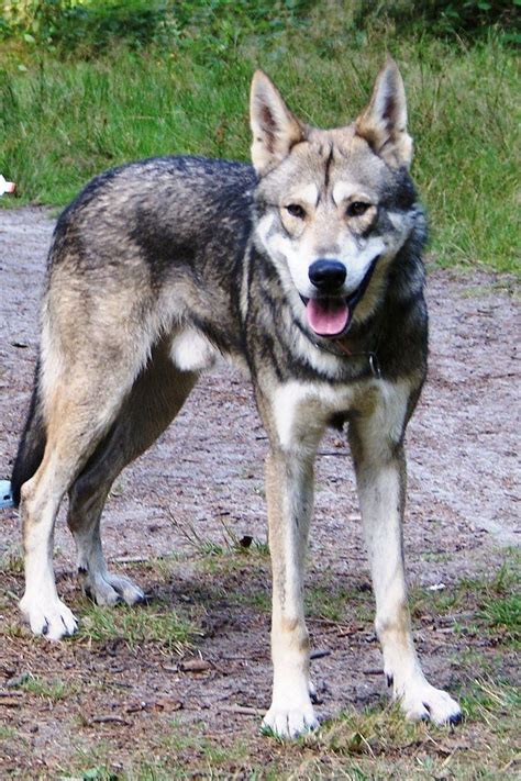 UTONAGAN | Wolf dog, Dog breeds, Dogs