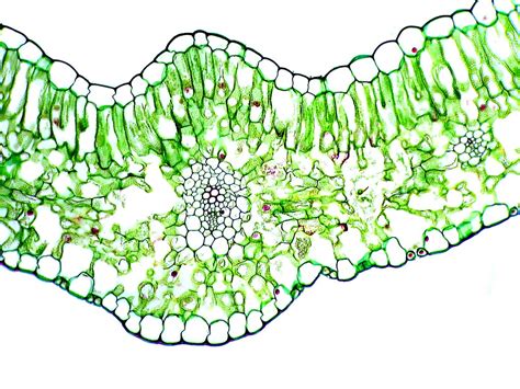 Monocot Leaf Under Microscope