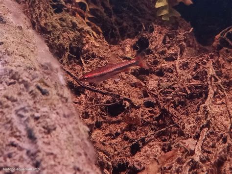 First Rain on the banks of the Rio Negro River near Barcelos Municipality, Brazil – Biotope Aquarium