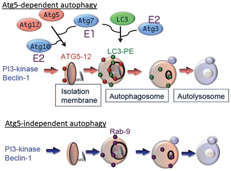 IJMS | Free Full-Text | Autophagic Cell Death and Cancer