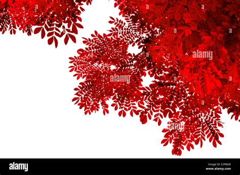 Red leaf isolated on white background Stock Photo - Alamy