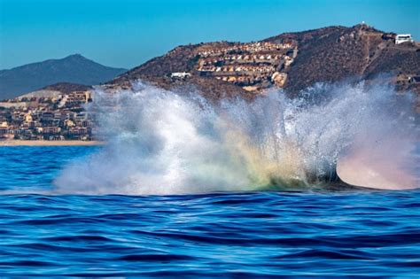 Premium Photo | Humpback whale breaching