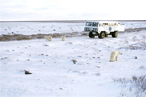 The Tundra Buggy Adventure | Frontiers North Adventures