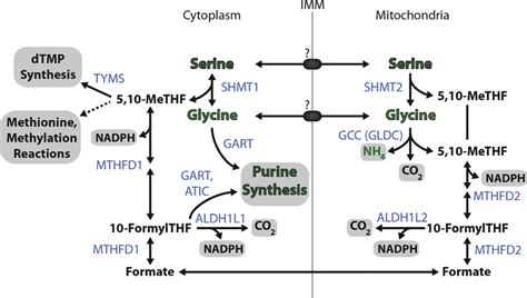 Cytosolic and Mitochondrial Compartmentalization of One-Carbon... | Download Scientific Diagram