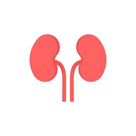 2,800+ Cartoon Kidney Stock Illustrations, Royalty-Free Vector Graphics ...