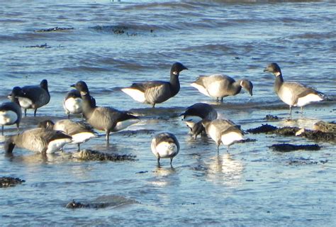 Maalie's Bird of the Day: 130. Brent Goose