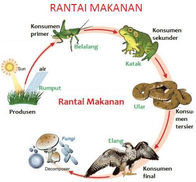 Rantai Makanan Seperti Pada Gambar Diatas Dapat Ditemukan Pada Ekosistem – pulp