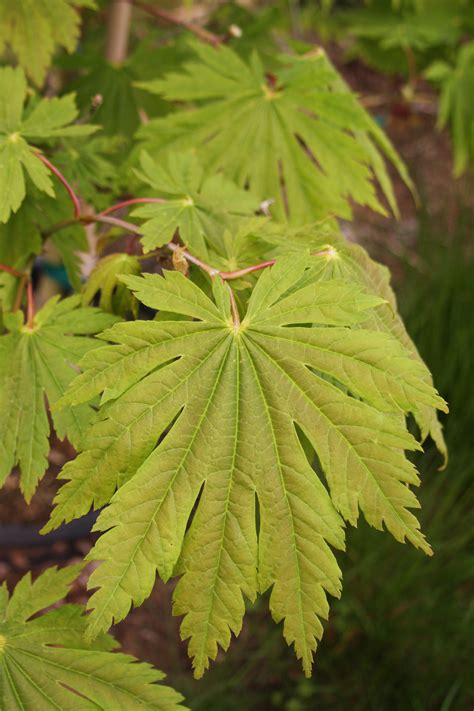 Acer japonicum Attaryi foliage - Blue Heron Nursery