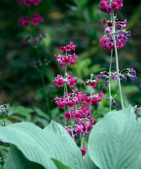 Best plants for Japanese gardens – 10 elegant choices | Homes & Gardens