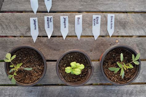 A DIY Seed Starting Soil Mix Recipe - Freckled Californian ~ A California Gardening & Seasonal ...