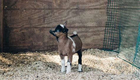 No kidding: Baby goats need colostrum | Morning Ag Clips