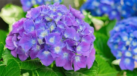 15 Tips For Summer Hydrangea Care This Season