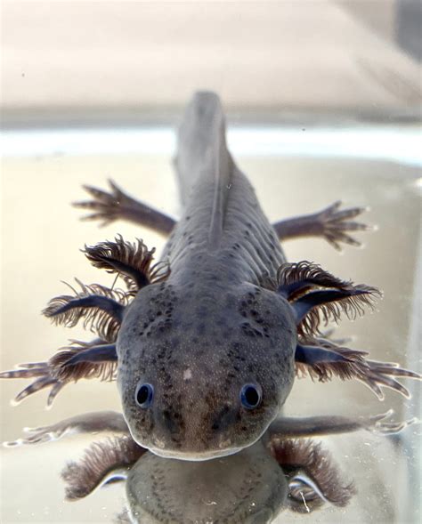 Gray Melanoid Axanthic #2 (RARE) – Ivy's Axolotls - Quality Pet ...